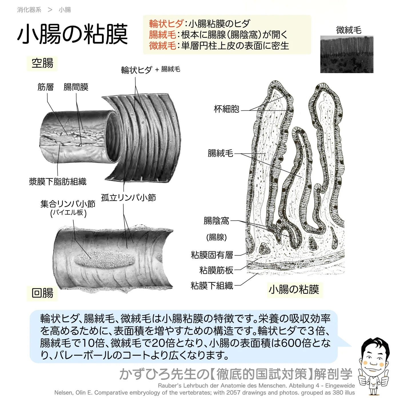 小腸の粘膜