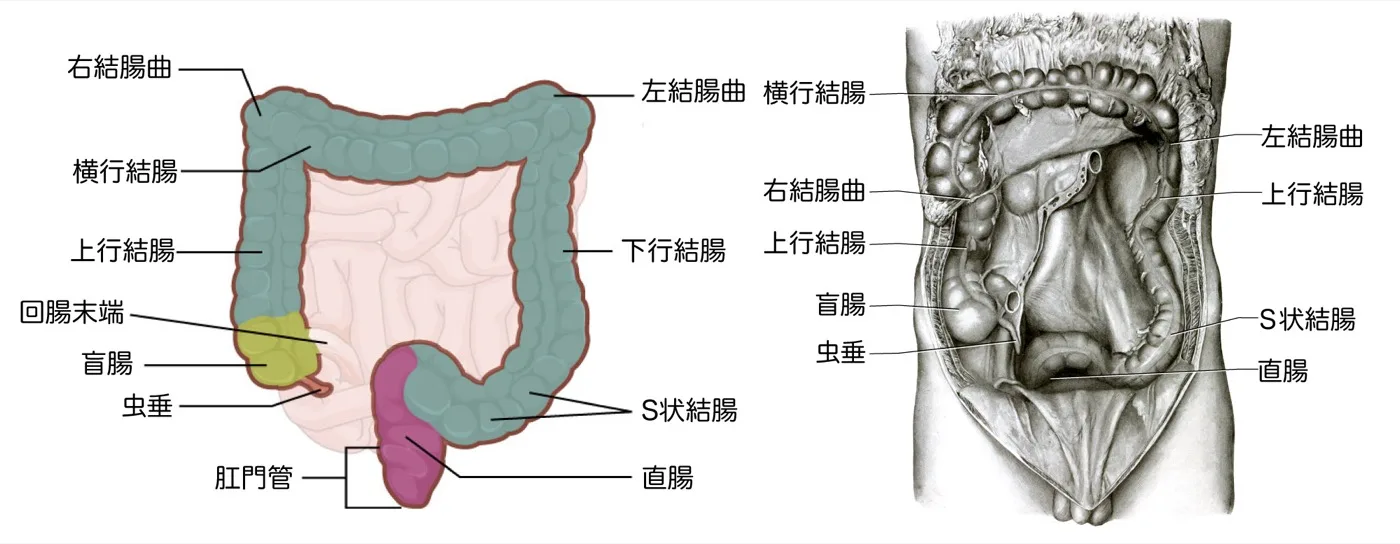 大腸の全体像＋区分