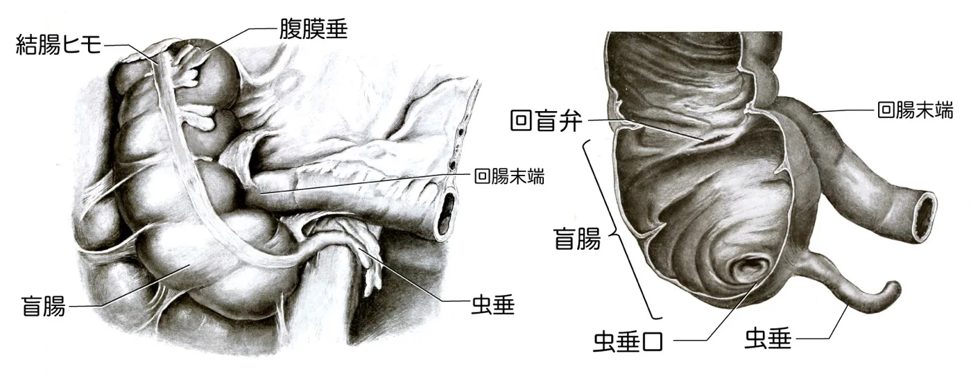 盲腸