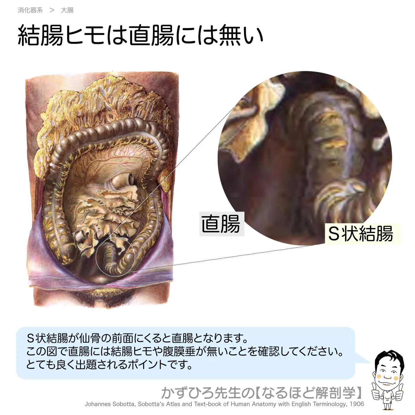 結腸ヒモは直腸には無い