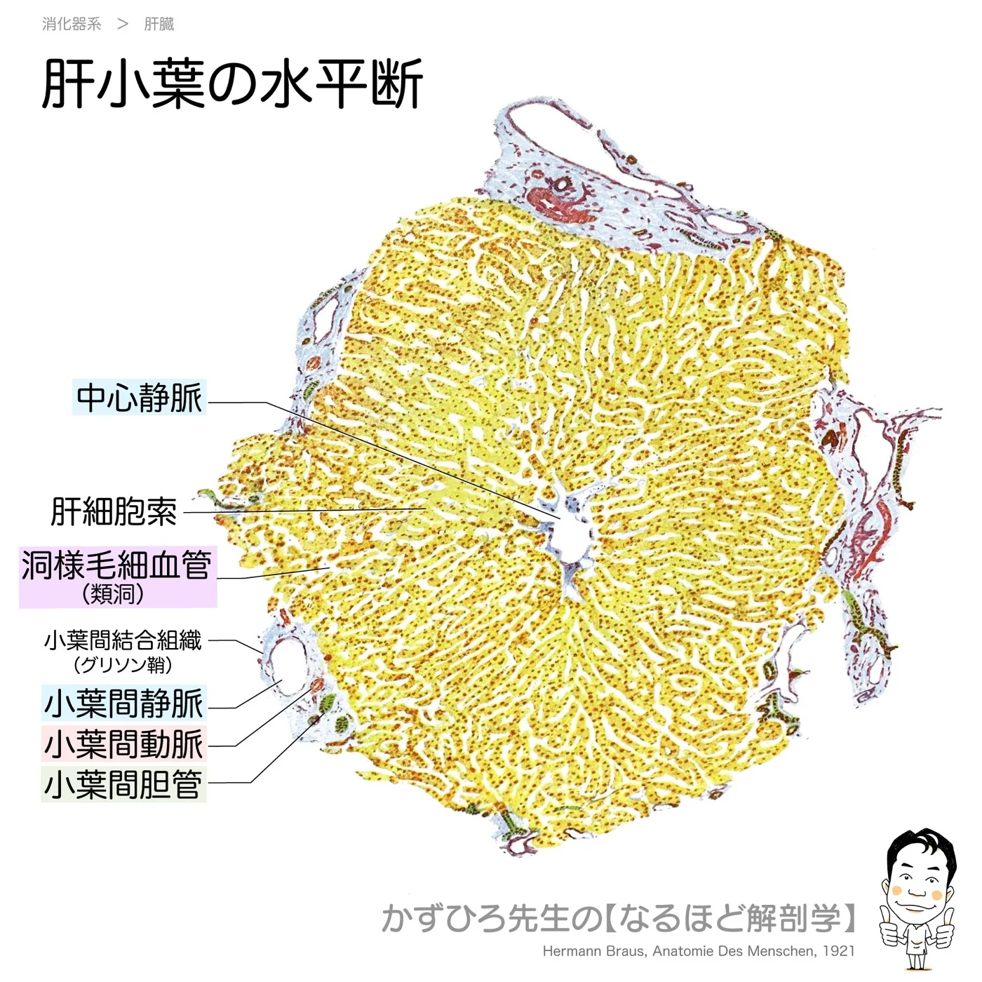 肝小葉-水平断
