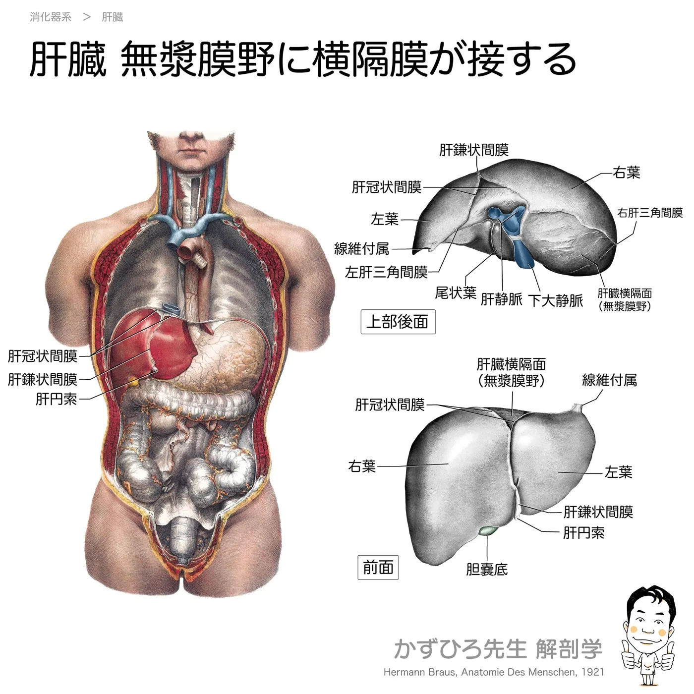 肝臓-無漿膜野に横隔膜が接する