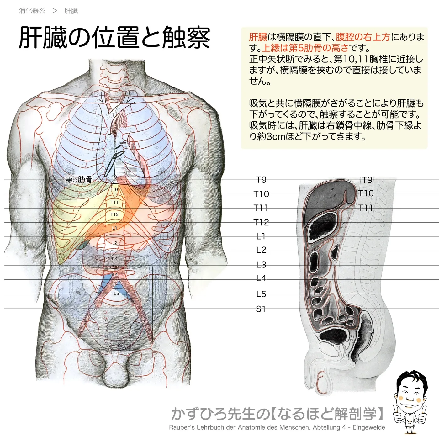 肝臓の位置と触察