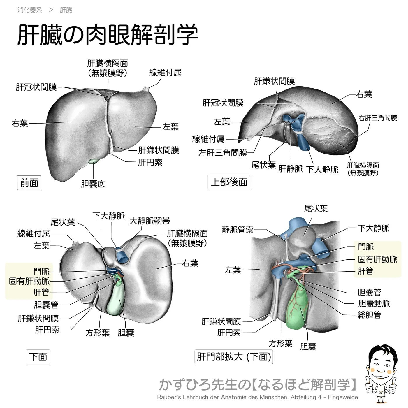 肝臓の肉眼解剖学