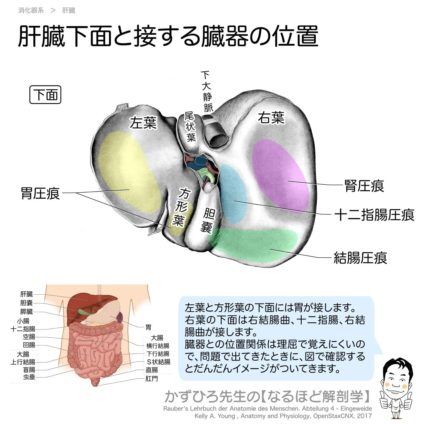 肝臓下面と接する臓器の