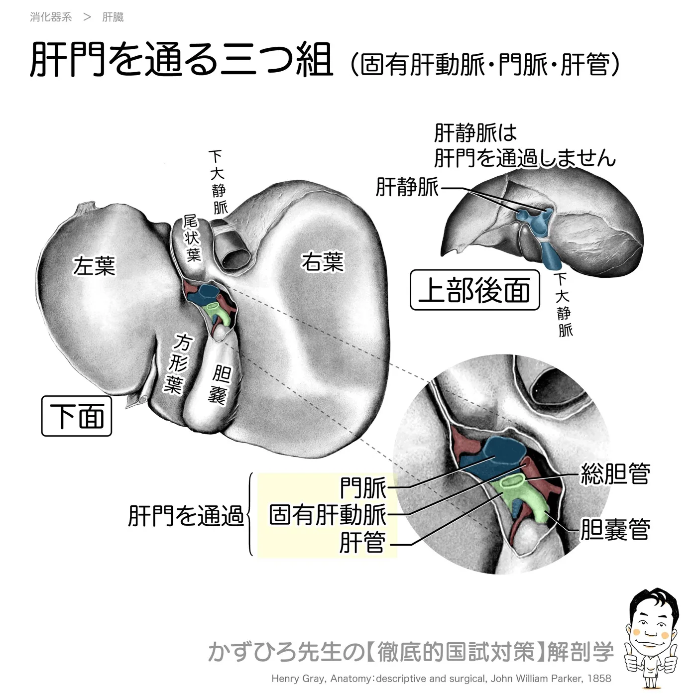 肝門（固有肝動脈・門脈・肝管）