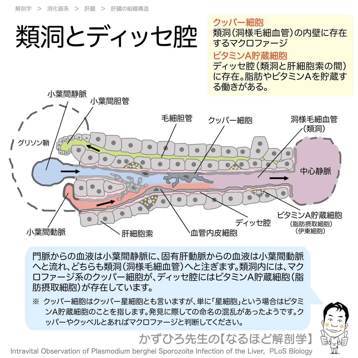 類洞とディッセ腔、クッパー細胞とビタミンA貯蔵細胞