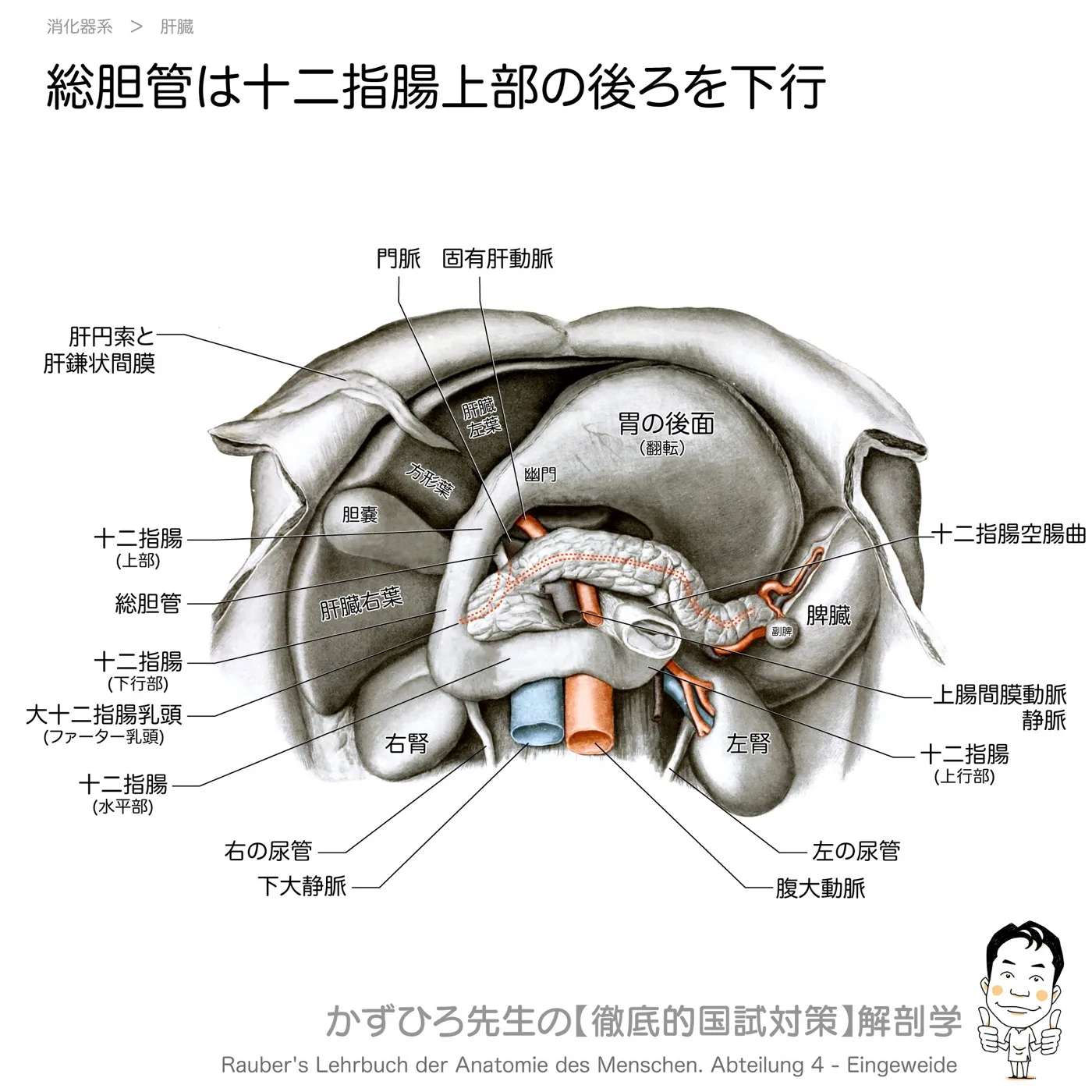 総胆管は十二指腸上部の後ろを下行します