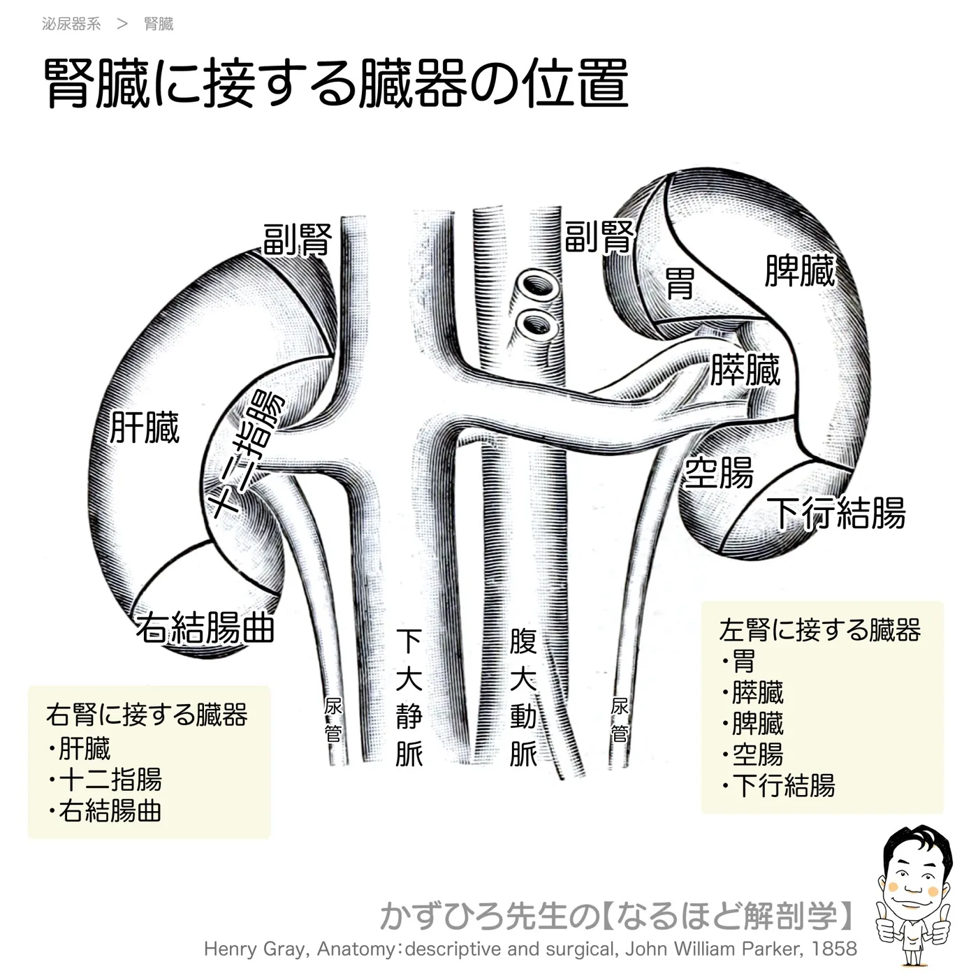 腎臓に接する臓器