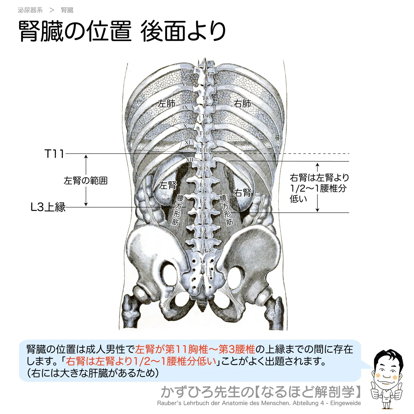 腎臓の位置-後面より