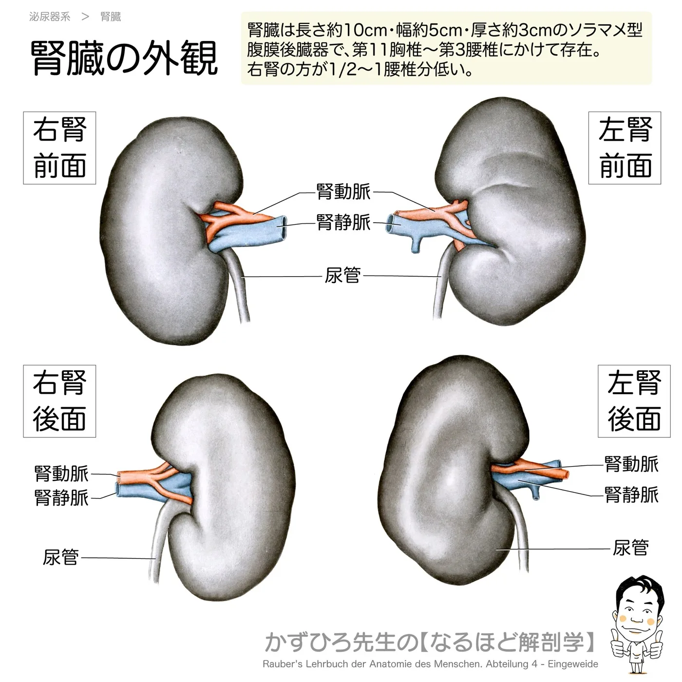 腎臓の外観