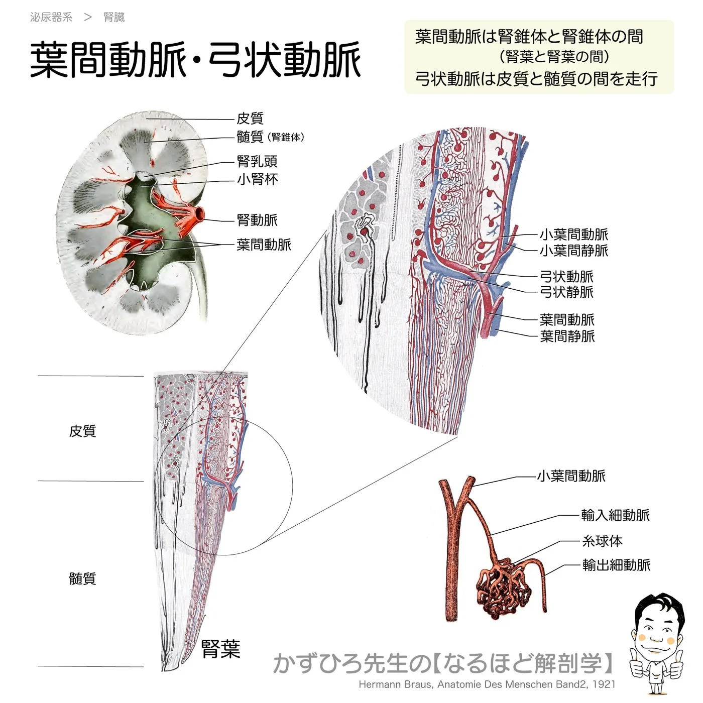 葉間動脈・弓状動脈