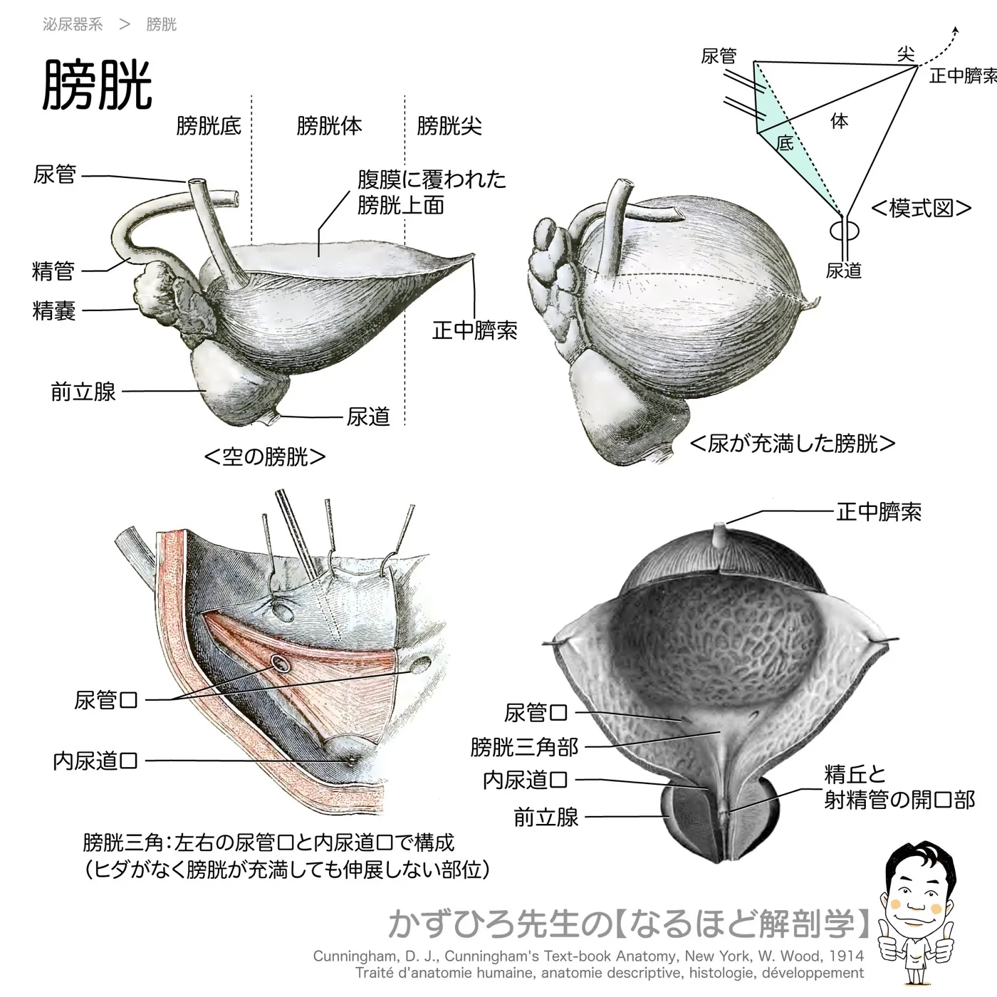 膀胱