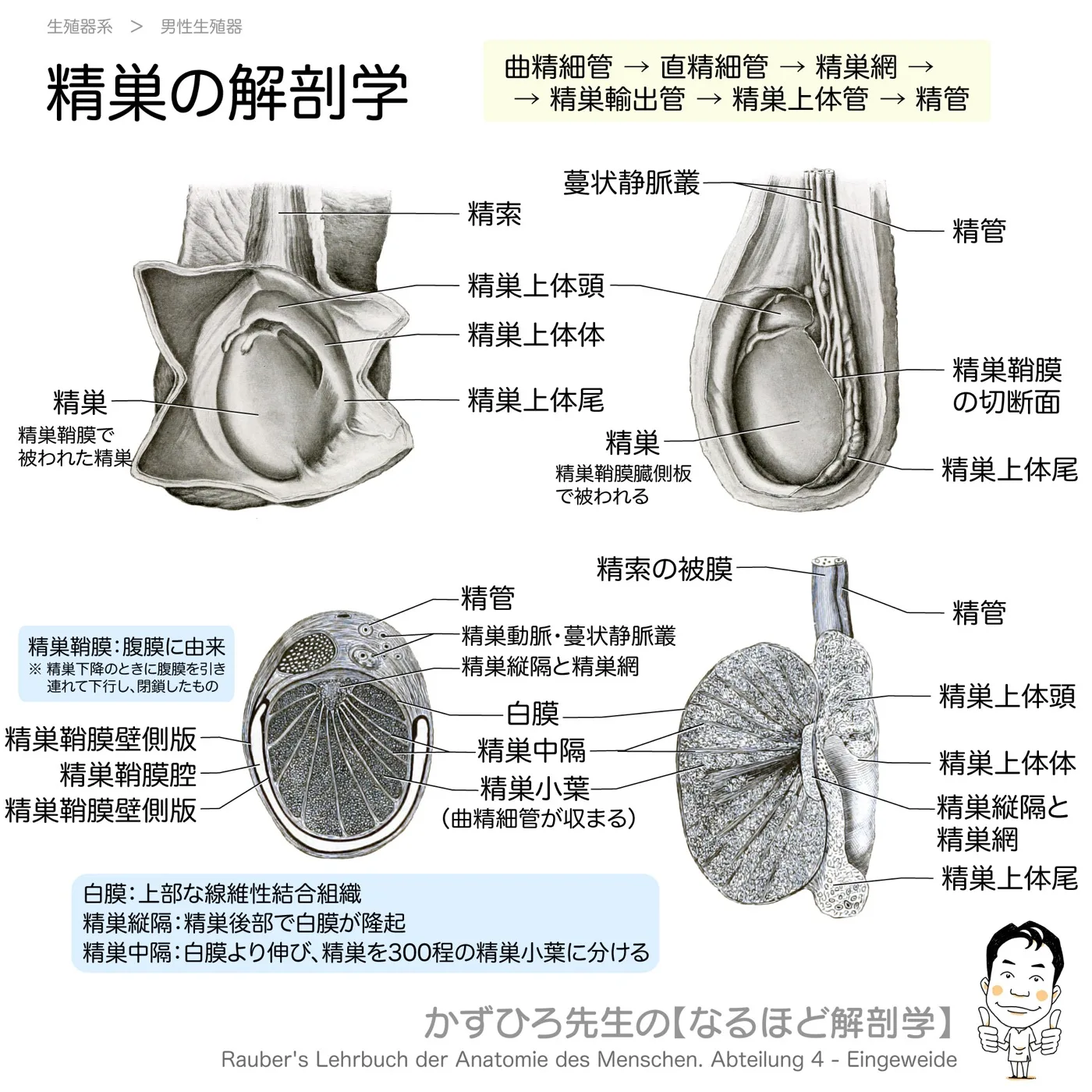 精巣の解剖学