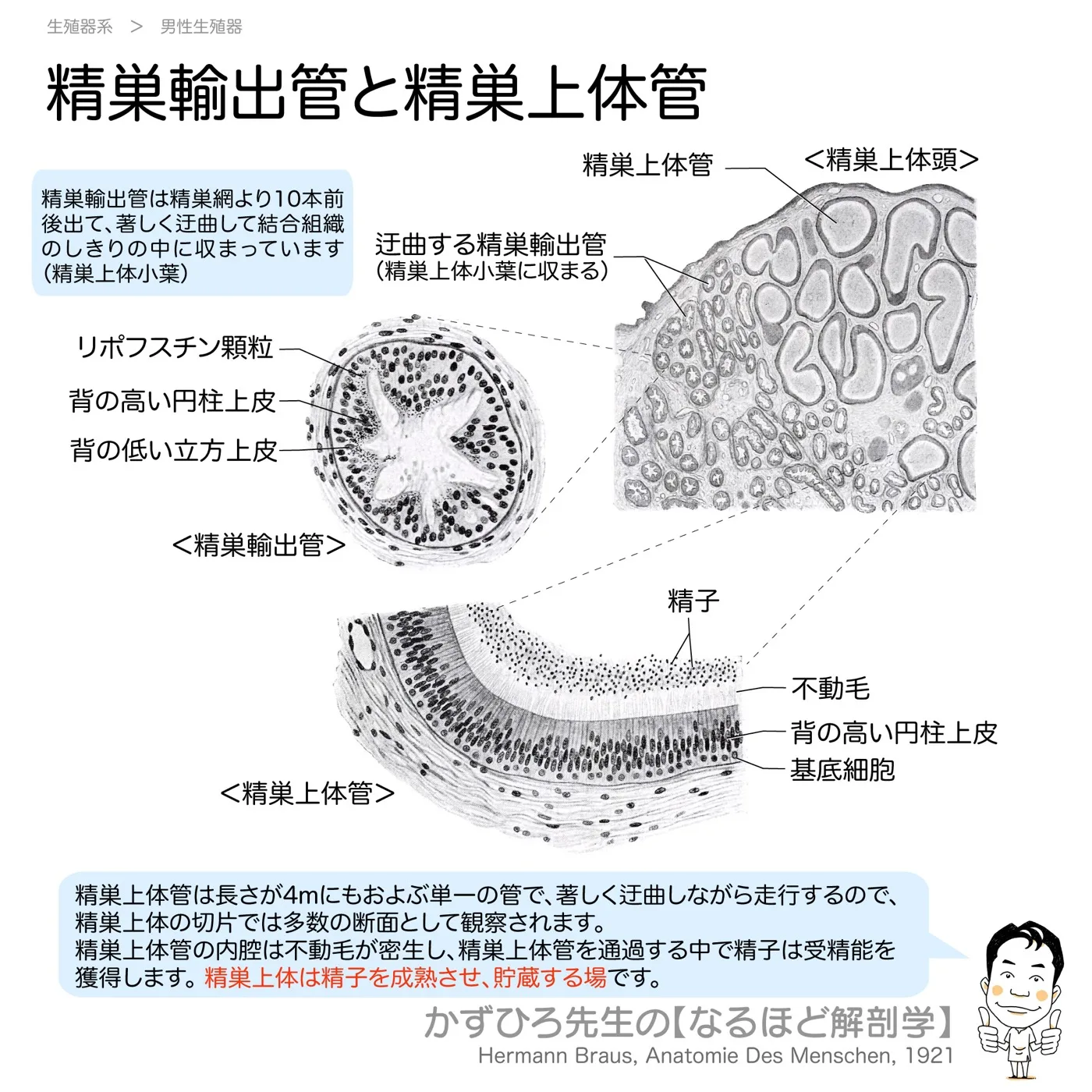 精巣上体