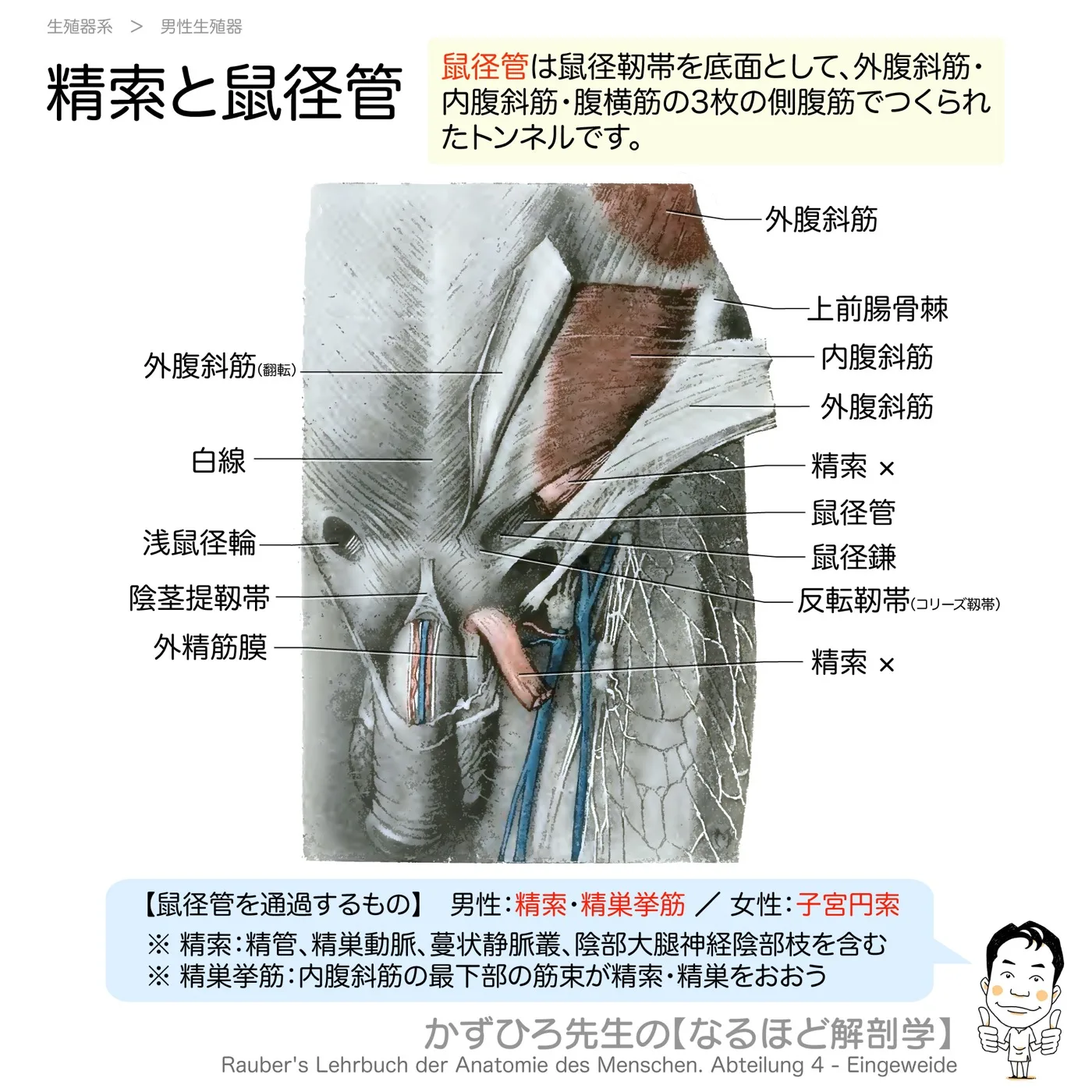 精索と鼠径管