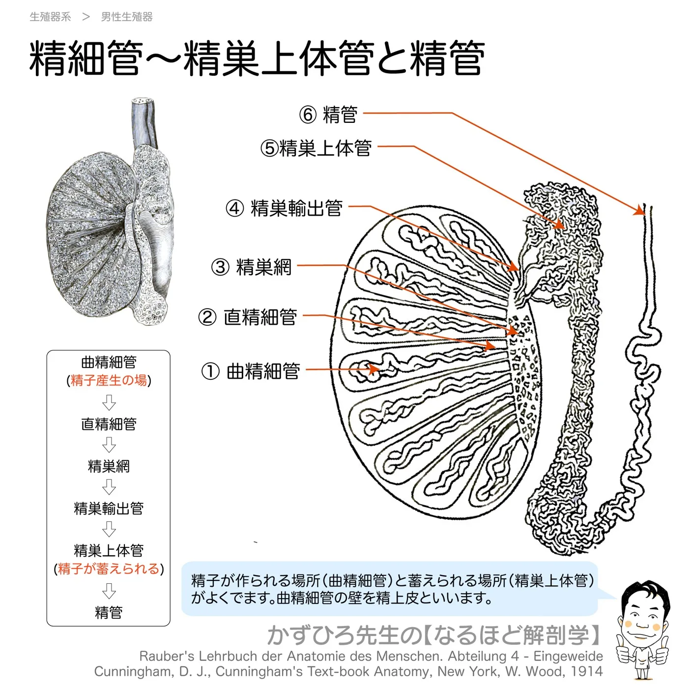 精細管・精巣上体管と精管