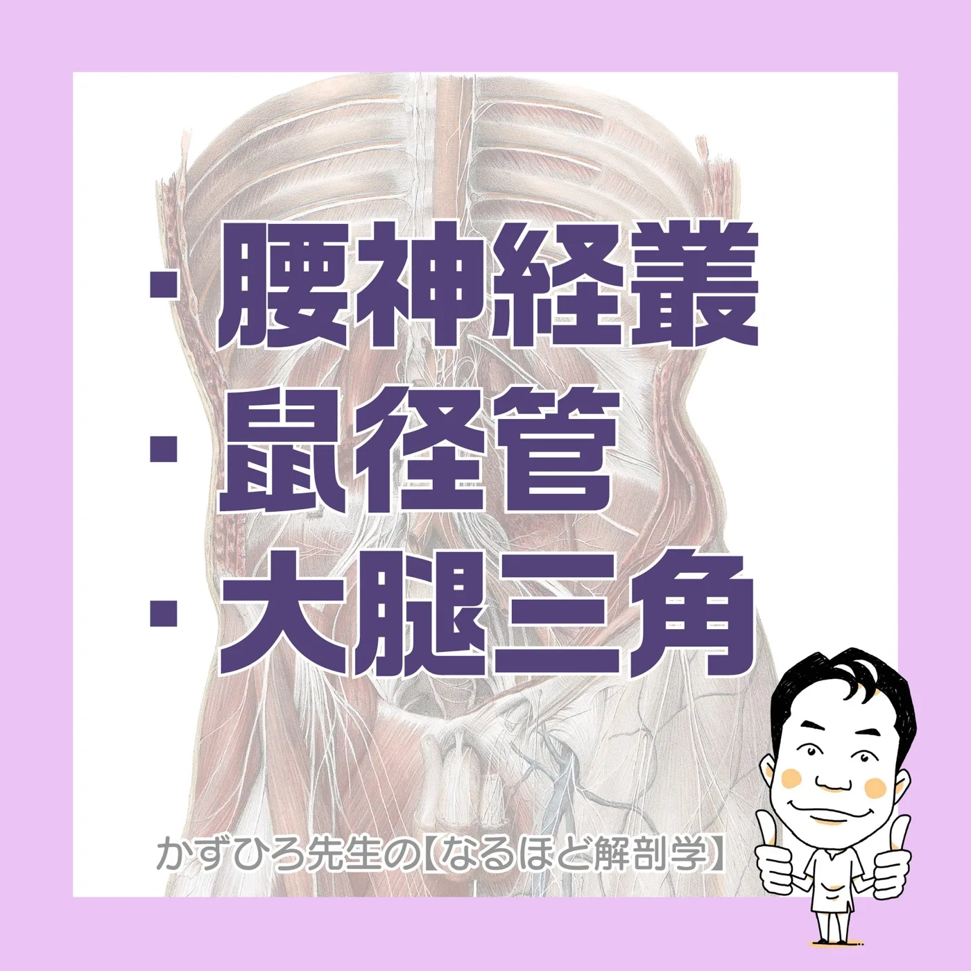 腰神経叢・鼠径管・大腿三角