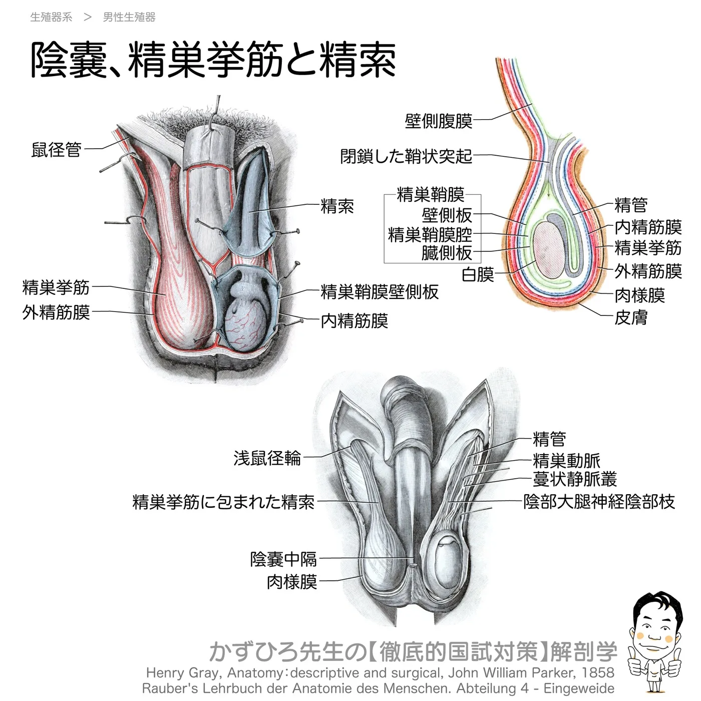 陰嚢、精巣挙筋と精索