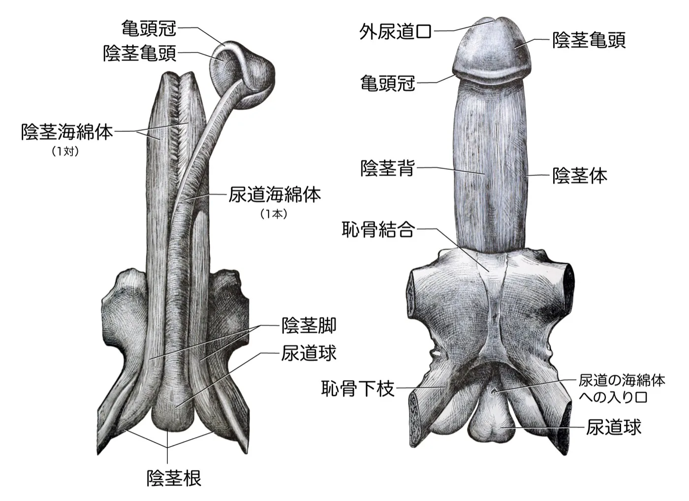 陰茎の全体像