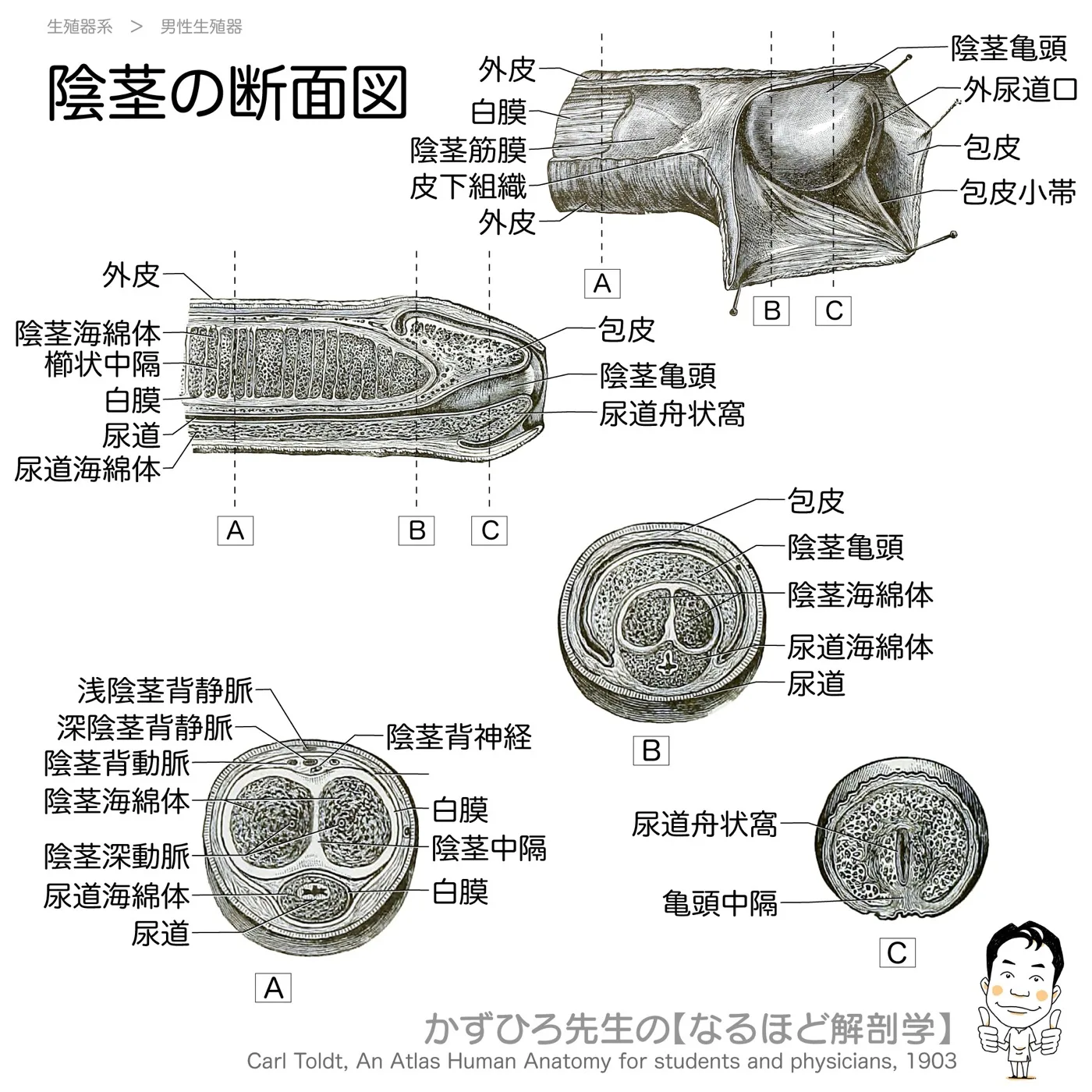陰茎の断面図