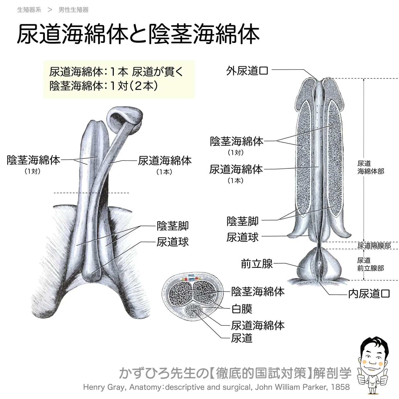陰茎海綿体と尿道海綿体