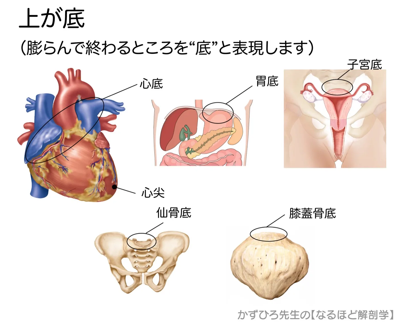 上が底