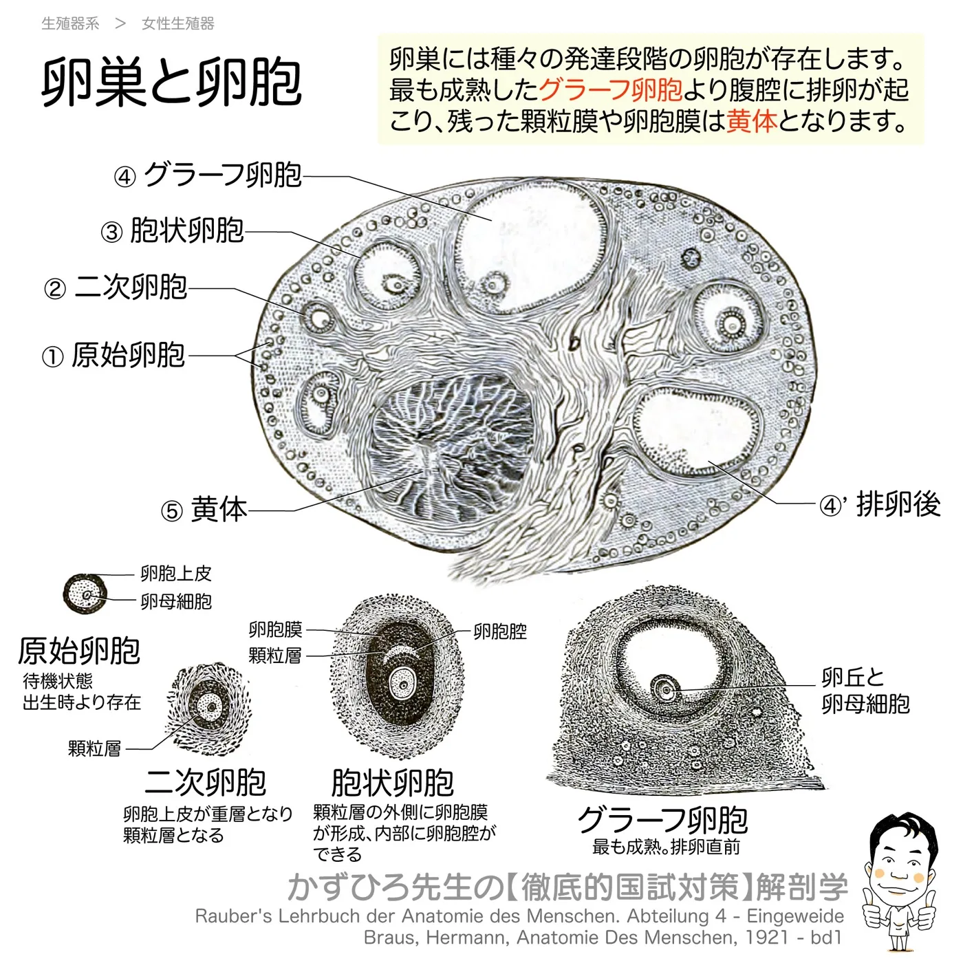 卵巣と卵胞