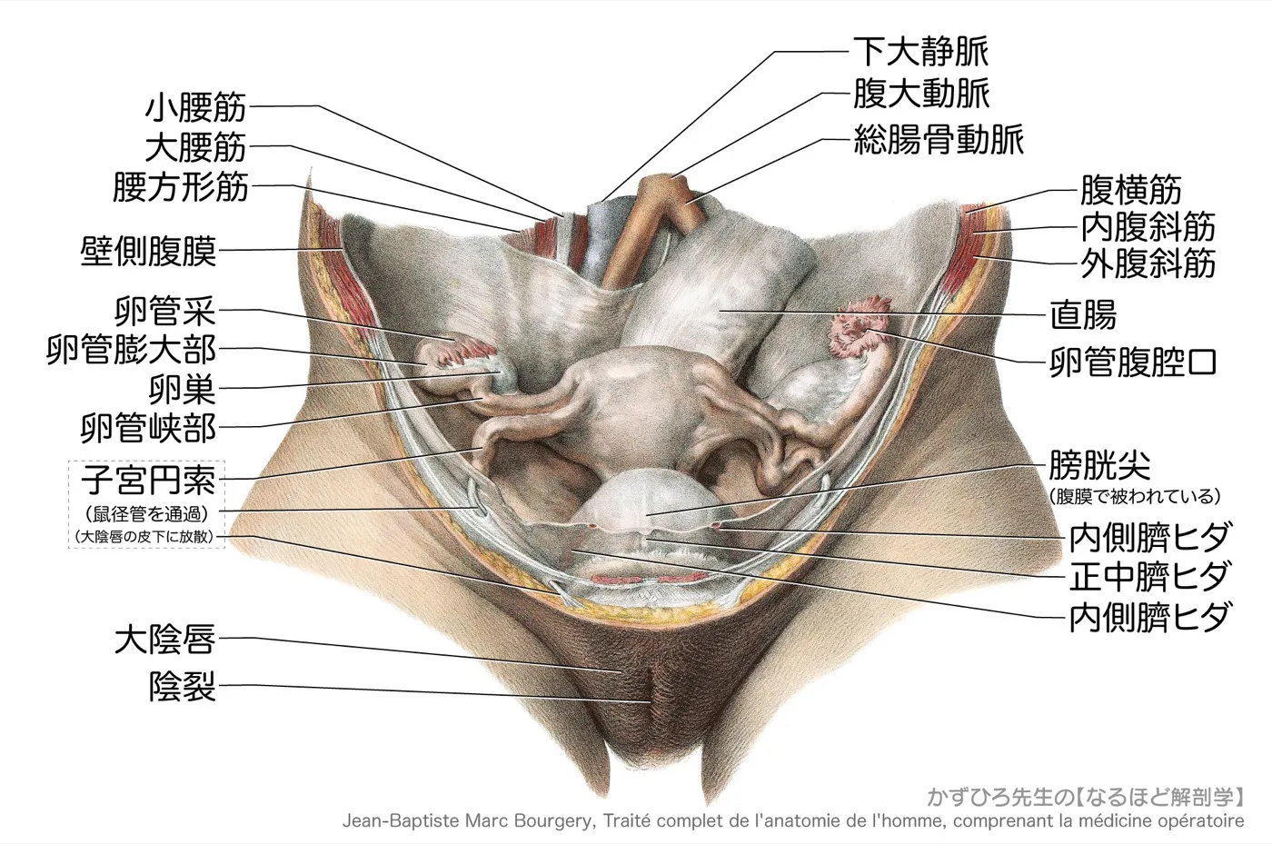 卵巣、卵管と子宮