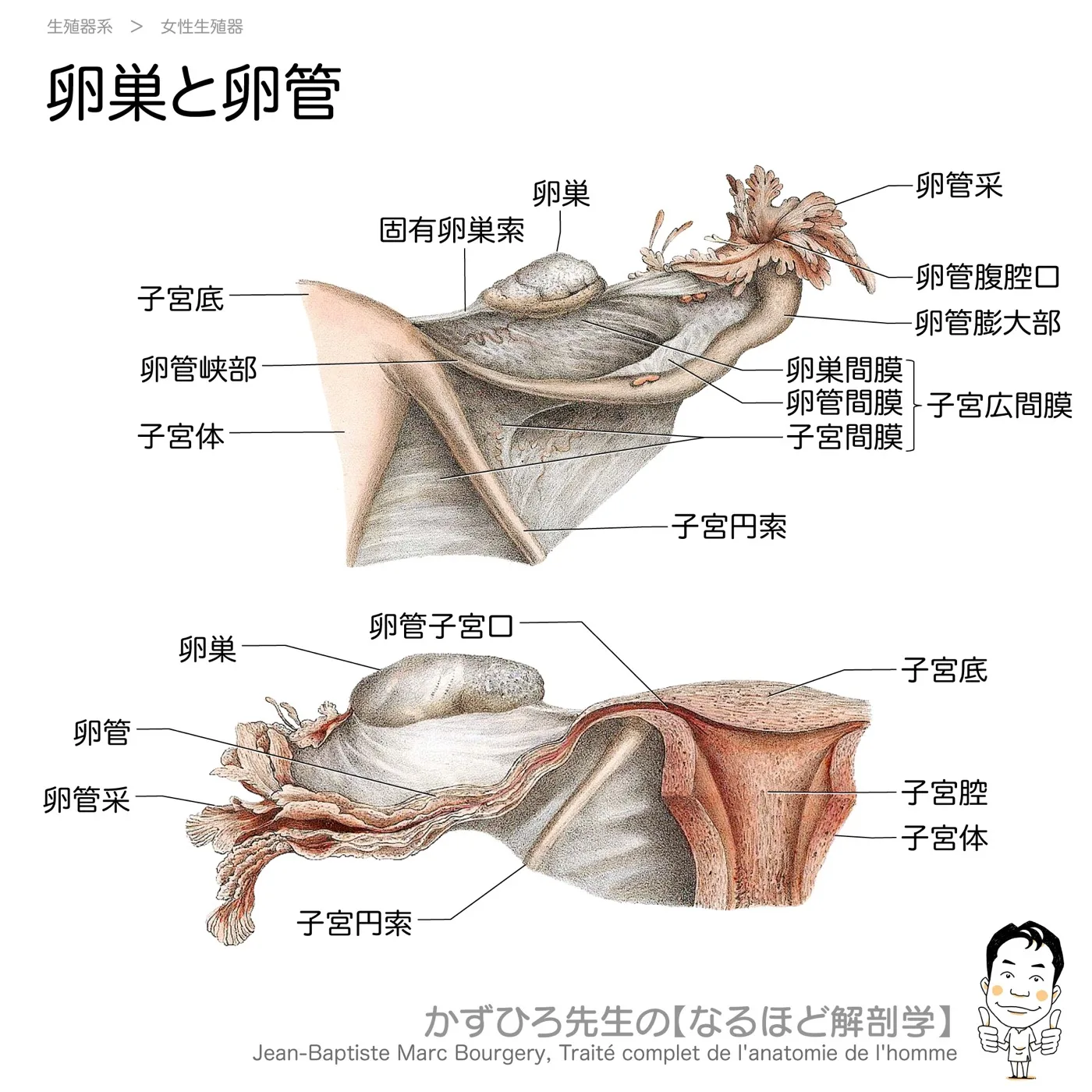 卵巣と卵管