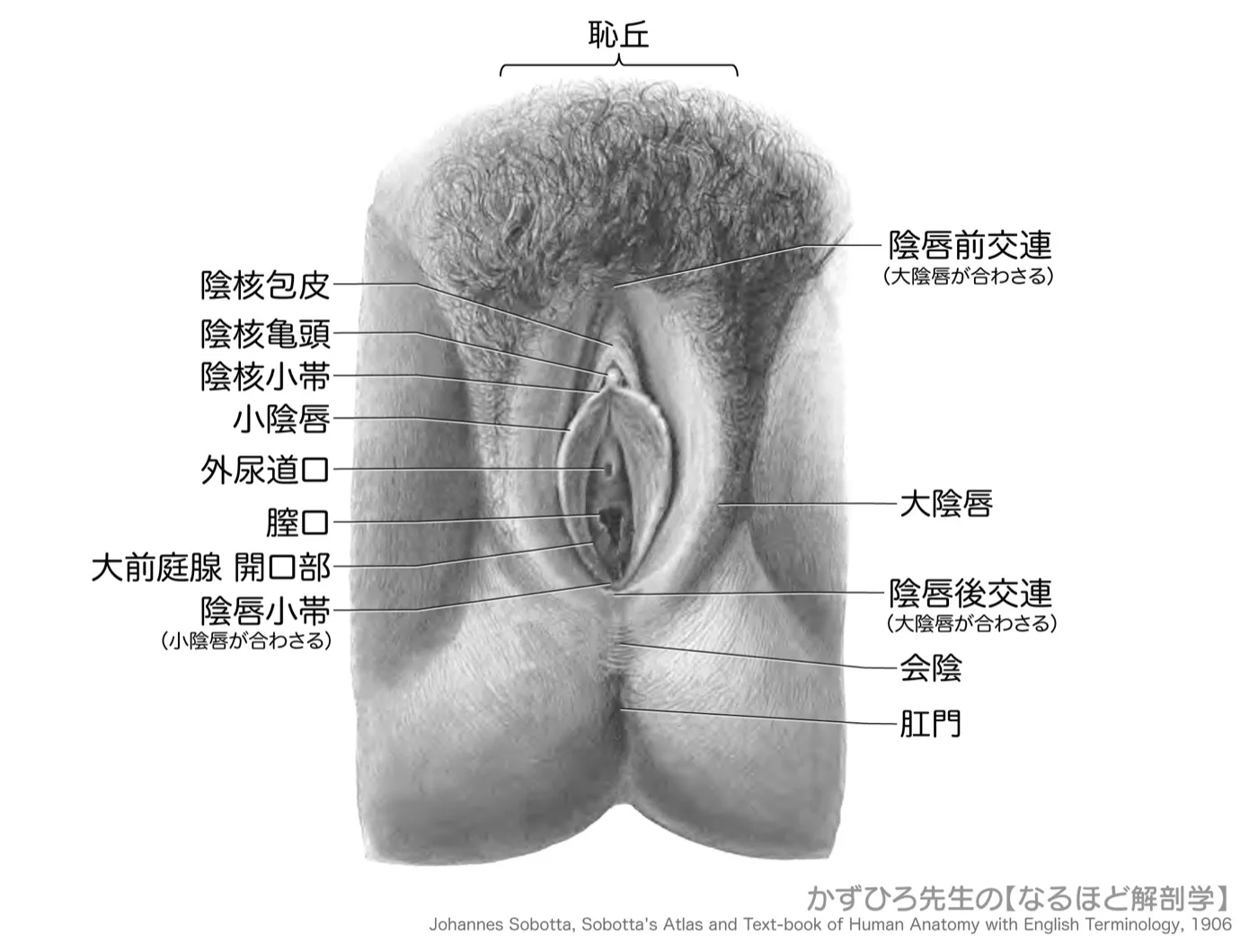 女性-外生殖器（陰核と陰唇）