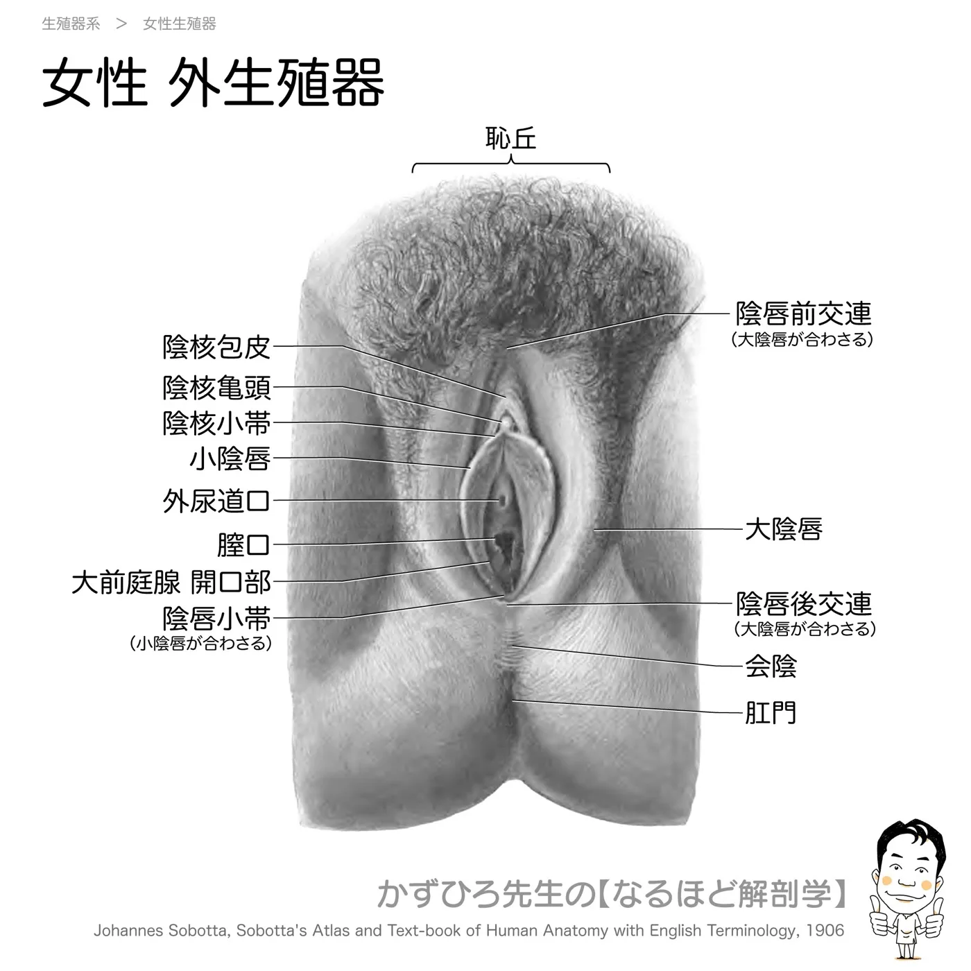 女性外生殖器