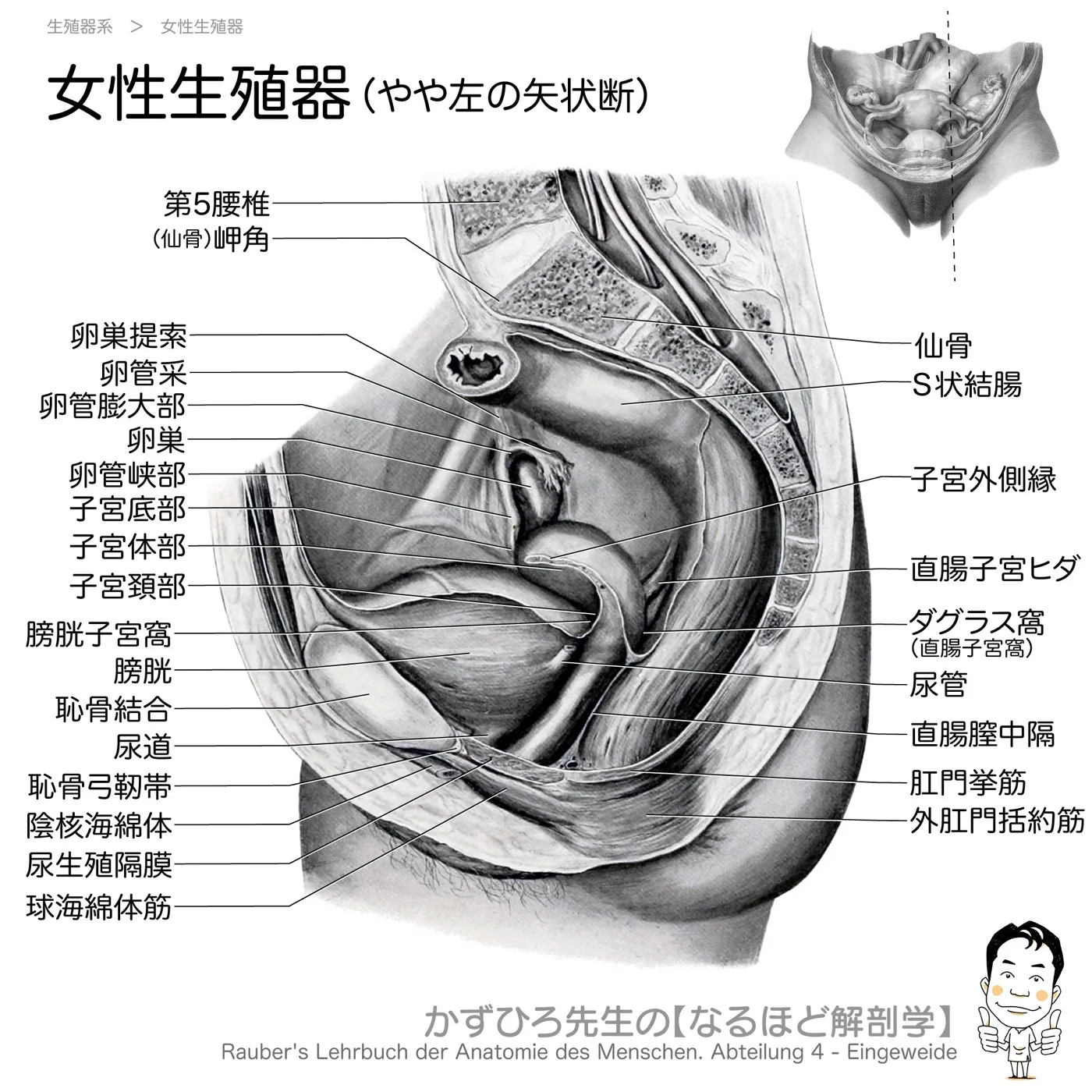 女性骨盤内臓器-やや左の矢状断：膀胱・子宮・直腸