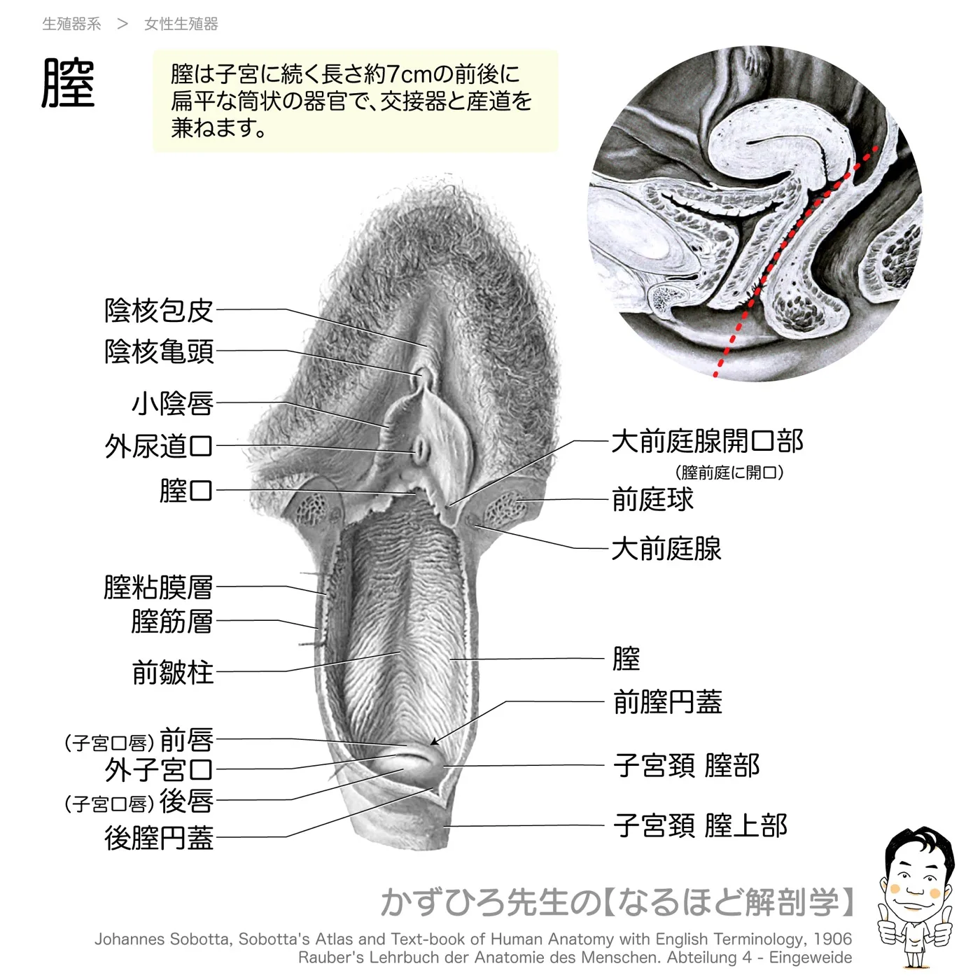 膣