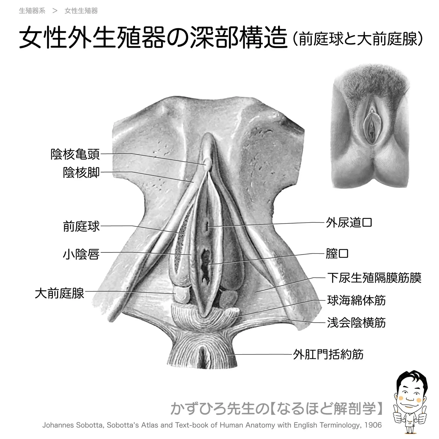 陰核、前庭球と大前庭腺：