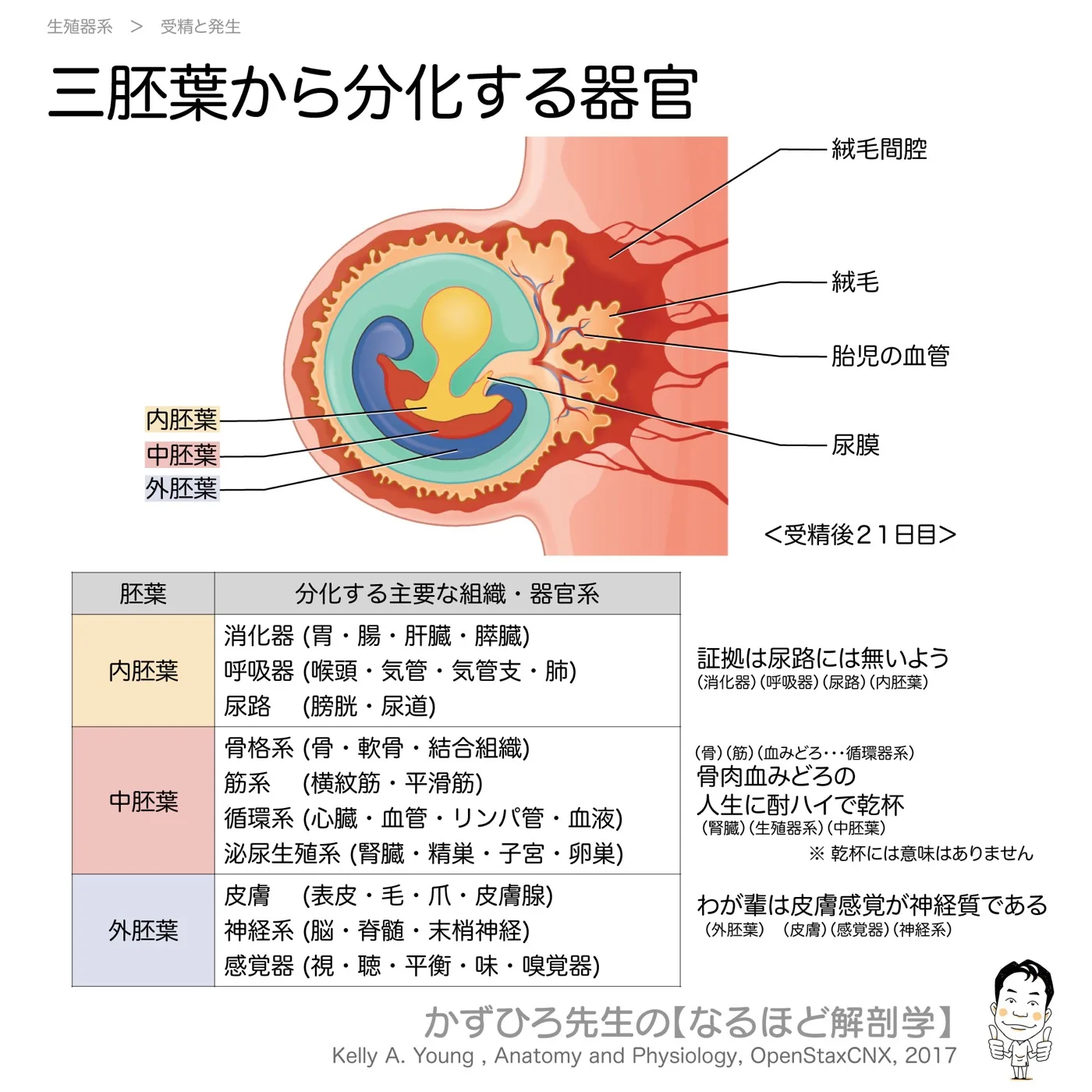 三胚葉から分化する器官