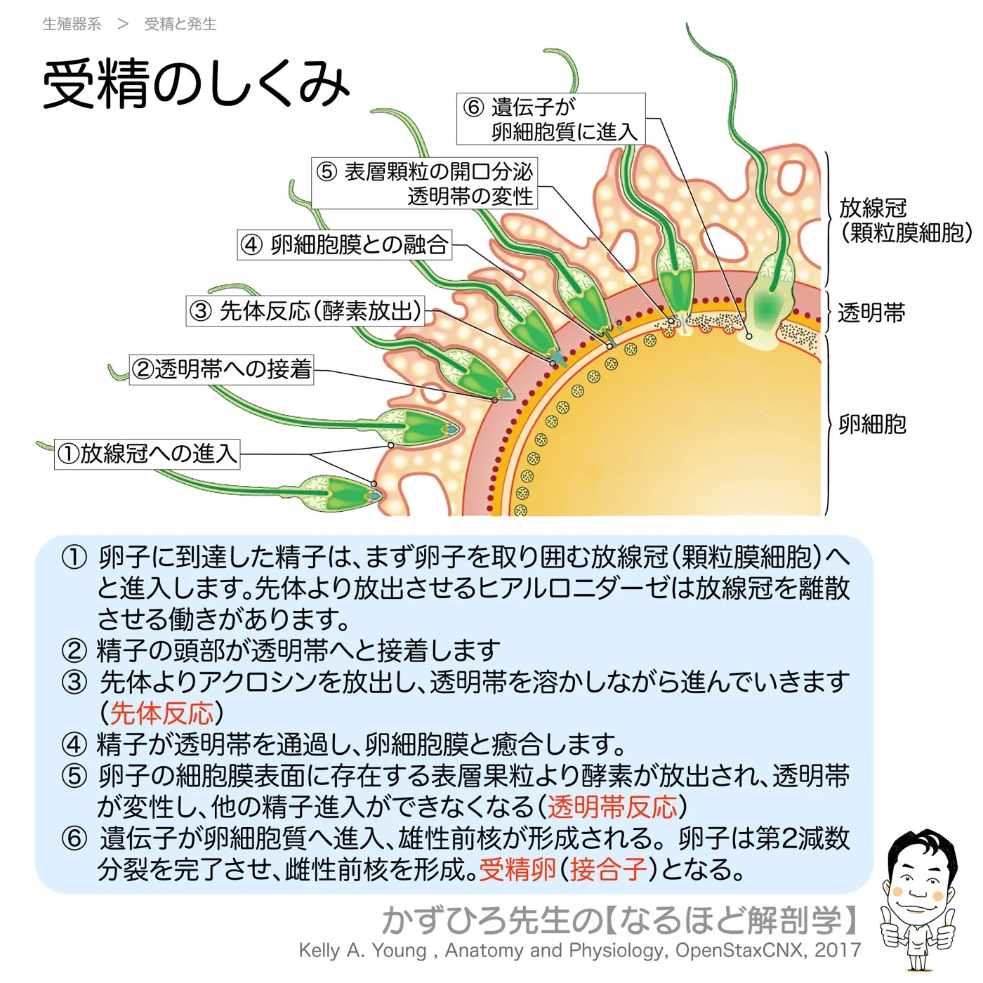 受精のしくみ