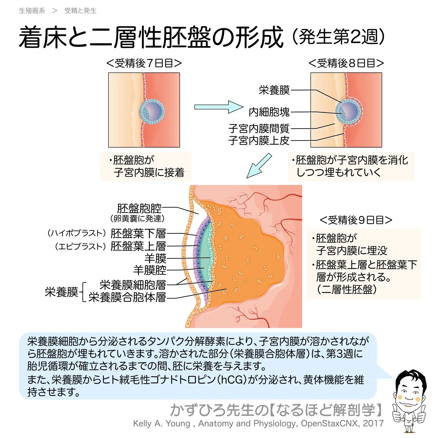 着床と二層性胚盤の形成（発生第2週）