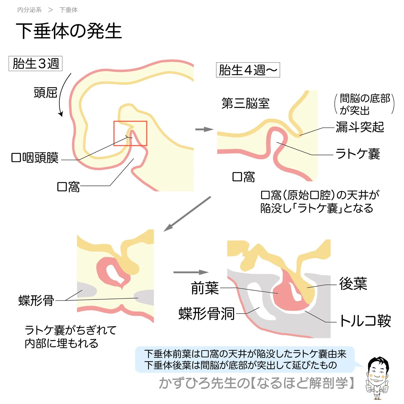 内分泌系-下垂体の発生