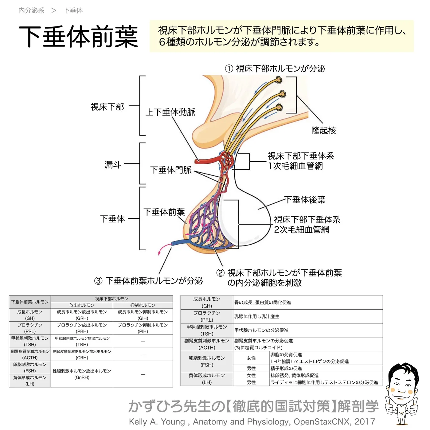 内分泌系-下垂体前葉