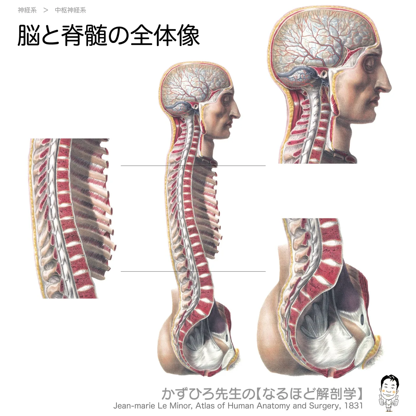 神経系-脳と脊髄の全体像