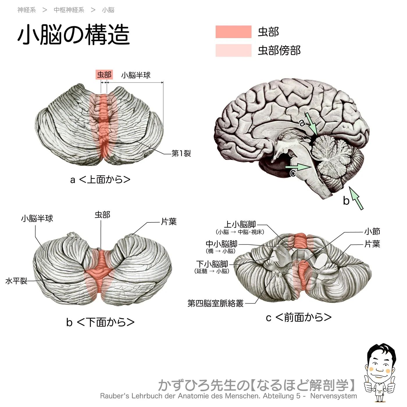 小脳の構造