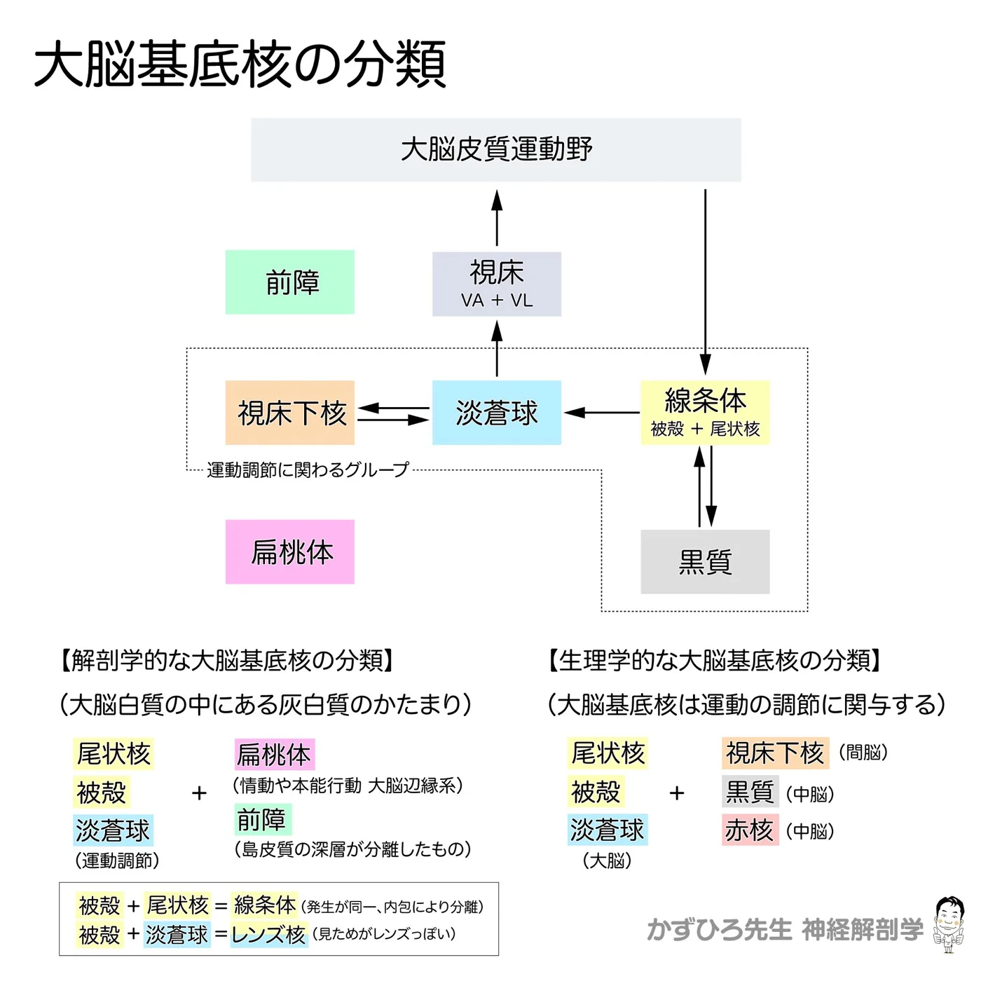 大脳基底核の分類