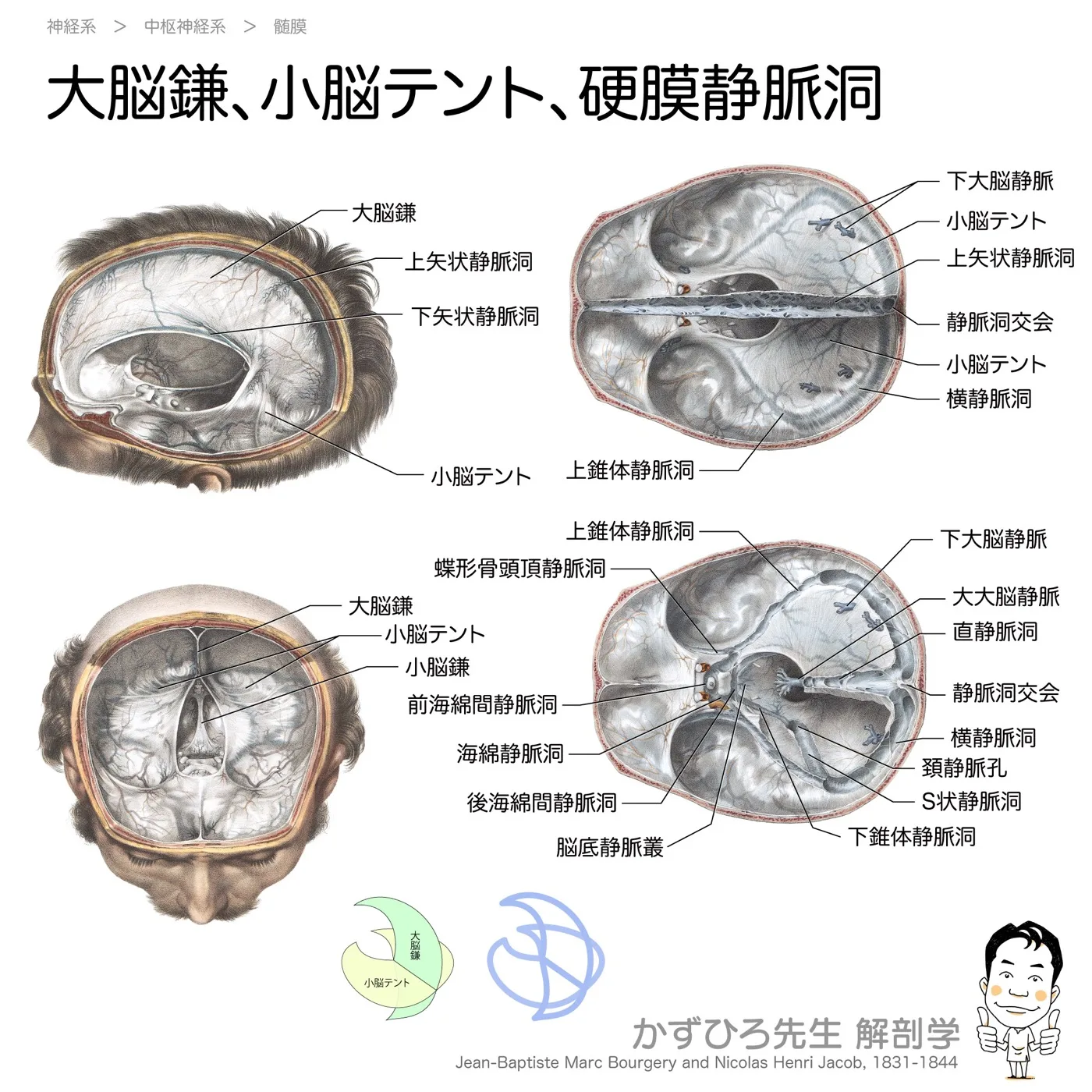 大脳鎌と小脳テント