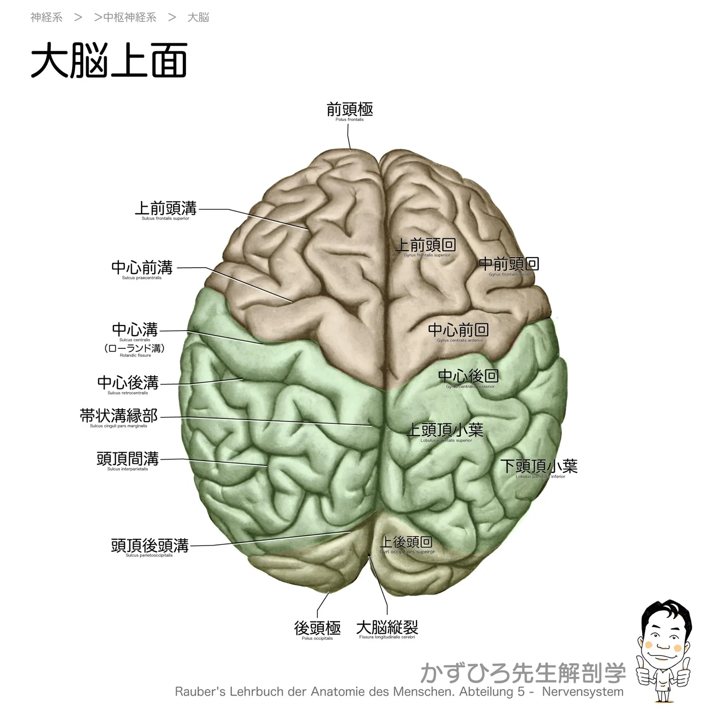 神経系-大脳上面