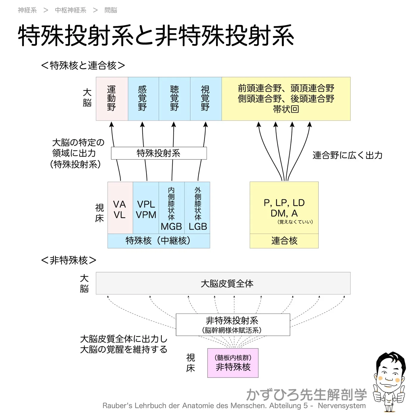 視床の機能的分類