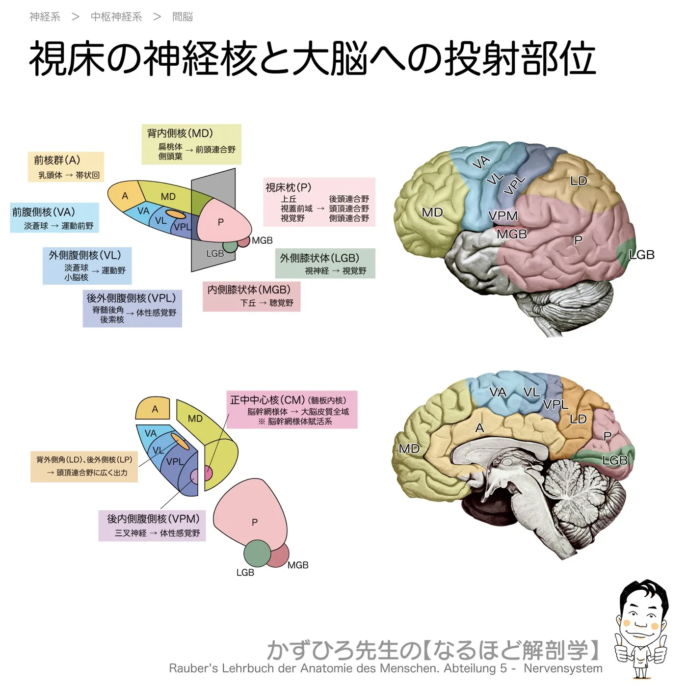 視床の神経核と大脳の対応