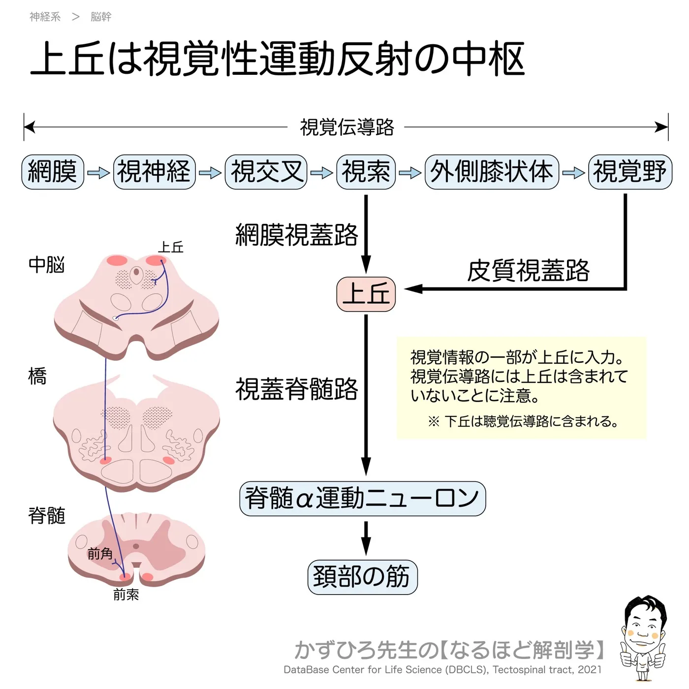 上丘は視覚性運動反射の中枢