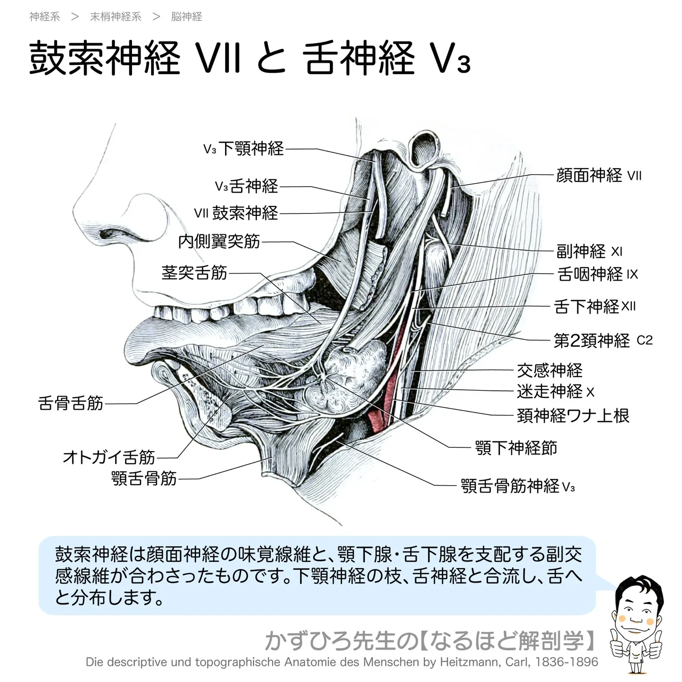 鼓索神経VIIと舌神経V₃