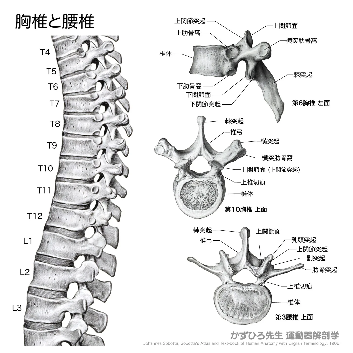 胸椎と腰椎